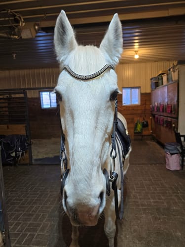 Customer photo review of Cavesson Free Snaffle Bridle