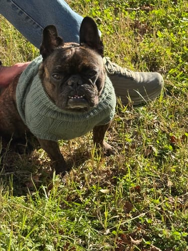 Customer's French Bulldog wearing a light green Cable Knit Dog Sweater while standing on grass.