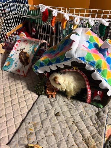 Customer's guinea pig peeking from a house onto a quilted GuineaDad Premium Pee Pad in a cage.