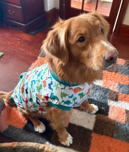Customer photo review of Dog Surgery Recovery Suit / Coats