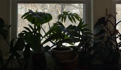 Reviewer's houseplants, including a large monstera, silhouetted against a window after pest treatment.