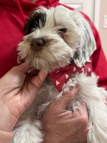 Customer photo review of Red Hearts Dog Bow Tie – Valentine’s Day Dog & Cat Collar Bow Tie Accessory