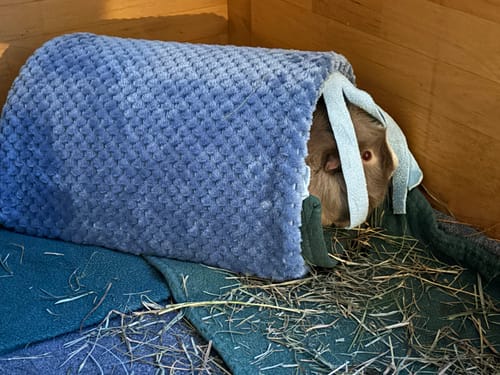 Customer photo review of 💧🌈 Waschstraße Blau – Bunter Kuschelspaß für deine Meerschweinchen!