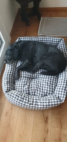 Customer photo review of Divanetto Cotone Quadretto Grigio