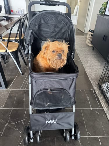 A reviewer's black 4-wheel pet stroller parked indoors with their small dog sitting inside the basket.