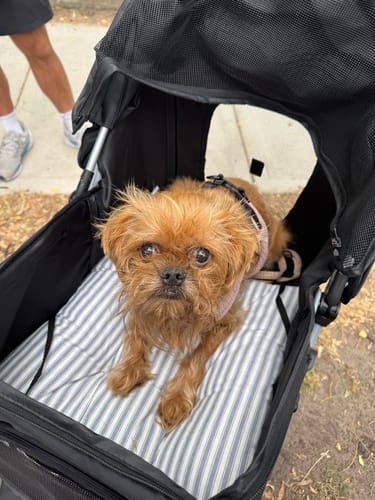 Close-up of a customer's small dog looking out from the black pet stroller on a striped padded insert.