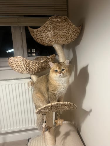 Customer photo review of 1 Month Supply - 1 Cat - One-Time Purchase