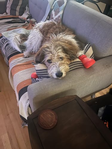 Customer photo review of WagWellies® by wagwear