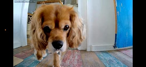 Customer's view of their brown dog looking into the camera of the Pet Smart Feeder.