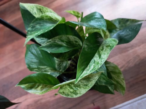 Customer photo review of Pothos 'Marble Queen'