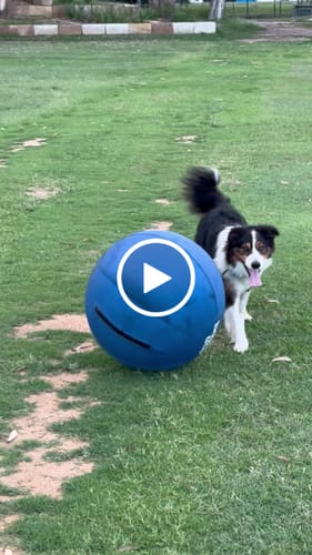 Customer video review of Herding Ball