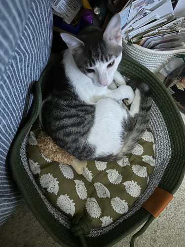 Customer photo review of Instinct Basket | Handwoven & Chemical-Free Cat Territory