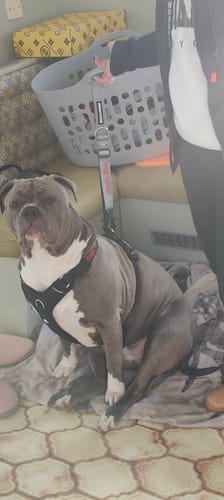 Customer photo review of Bullyion All Action® Dog Traffic Lead Short & Adjustable Anti Tangle