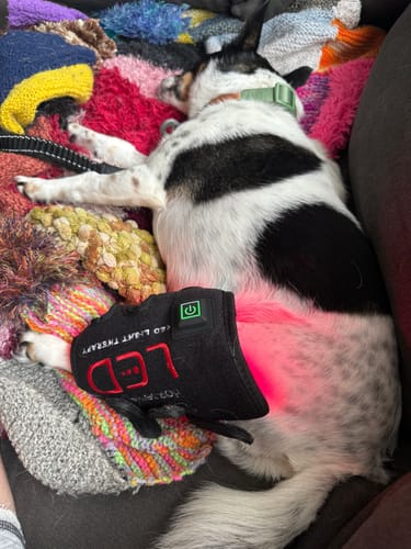 Customer photo review of Horseware LED Red Light Therapy Pet Leg Wrap