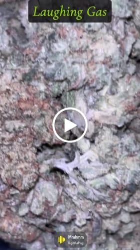 Customer video review of Laughing Gas - Bulk - Hybrid