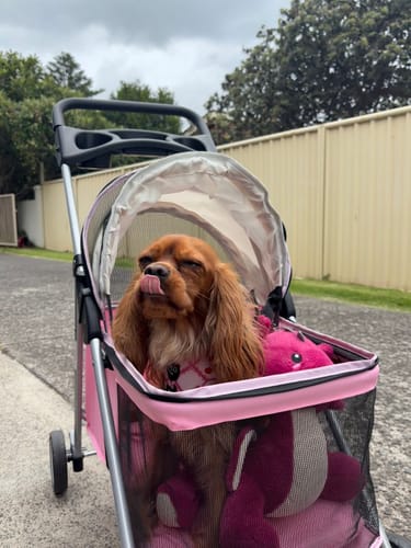 Customer's small dog sitting comfortably in the pink and black Pet Stroller during an outdoor walk.