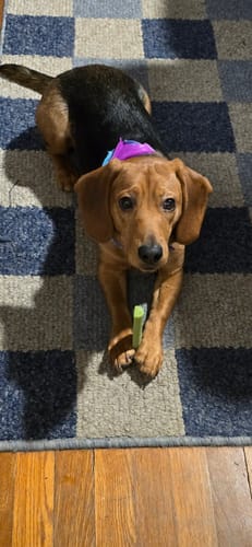 Customer's dog holds a green Long-Lasting Yak Chew between its paws while lying on a checkered rug.
