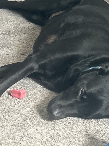 Customer's dog rests on a carpet next to a partially eaten pink Strawberry Yak Chew.