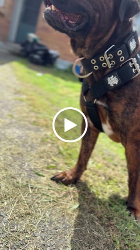 Customer video review of SUPATUFF® Strong Dog Harness Heavy Duty - Black