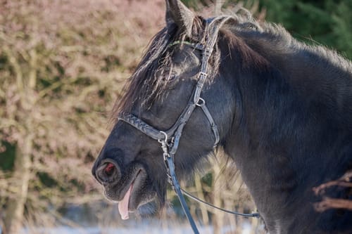 Customer photo review of Odessa Bonita Multi bridle padded - MASEGO bit to bitless system - SILVER