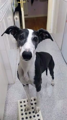 Customer photo review of Pollo