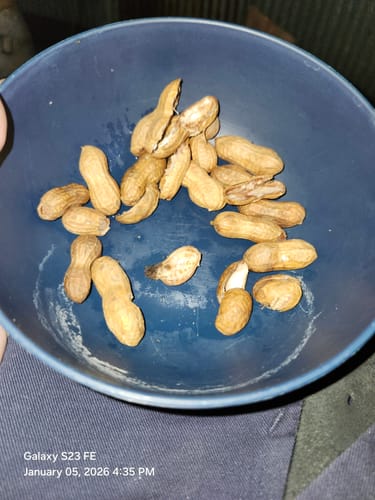 Customer photo review of Boil-The-Bag Boiled Peanuts (2 Bags)
