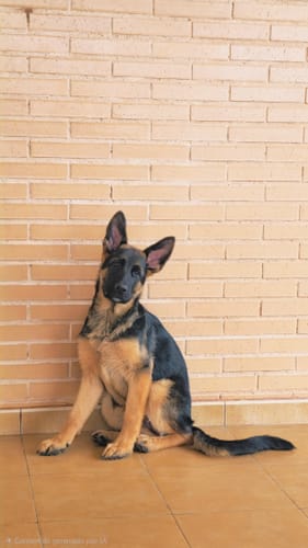 Customer photo review of Grain Free Puppy Salmon & Turkey