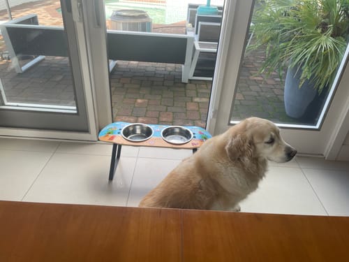 Customer photo review of Surf City Skateboard Dog Bowl (XL Tall)