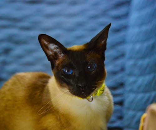 Customer photo review of 1 Month Supply – 1 Cat