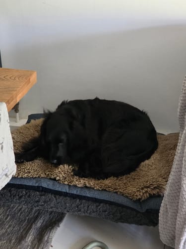 Customer photo review of Ocean Tweed & Navy Velvet Luxury Reversible Pad