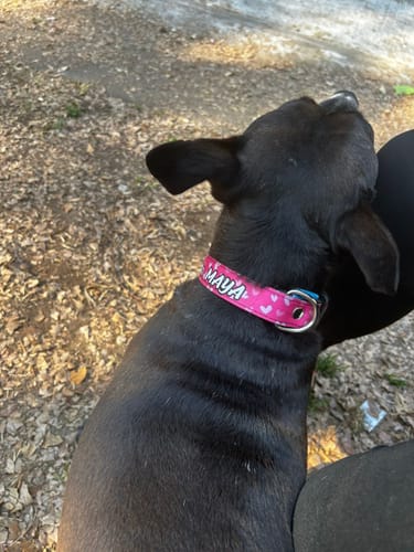 Customer photo review of Collar personalizado para Mascota: Corazones