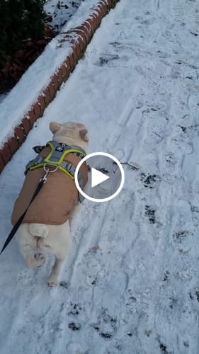 Customer video review of Slip on Harness | Foam Padded - Metal Grey x Neon