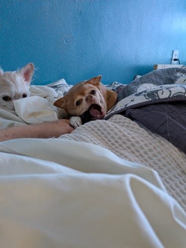 Reviewer holding a Pumpkin Yak Chew for their small dog to eat on a bed while another dog watches.