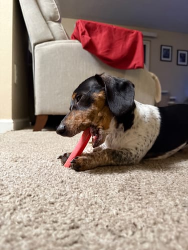 Customer's small piebald dog lying on a carpet while chewing a reddish Long-Lasting Yak Chew.
