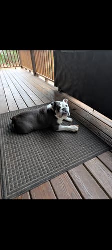Customer's bulldog lying on a deck mat holding a chew from the gift bundle.