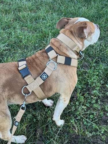 Customer's Bulldog wearing the comfortable tan TRI-Harness with a matching leash on grass.