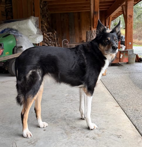 Customer photo review of WellyTails Cartilage, Hip & Joint Dog ADVANCED (original Rx formula updated)