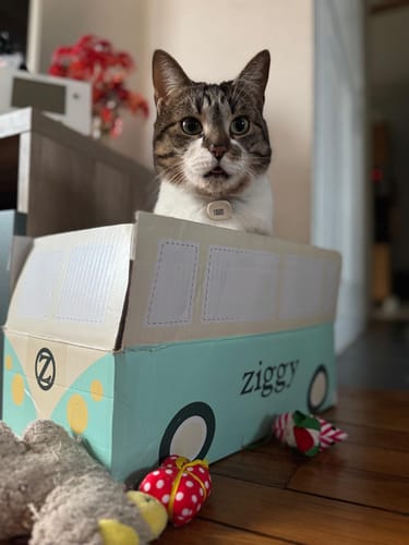 Le chat d'un client dans la boîte de livraison en forme de van des croquettes Ziggy.