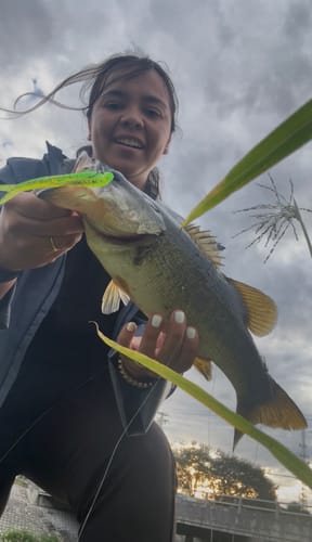 Customer photo review of Fluorescent Chartreuse