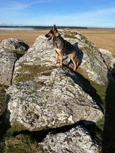 Customer photo review of Bullyion All Action® Pro Power Dog Collar with Handle Tactical Military Grade 4cm Width