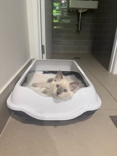 Customer photo review of Fit Litter PLUS - 3 month supply - 1 cat