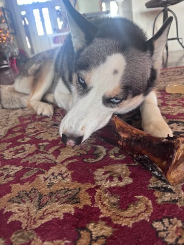 Reviewer's husky dog lying on a patterned rug and chewing a large Smoked Beef Marrow Bone.