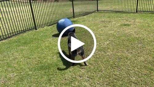 Customer video review of Herding Ball