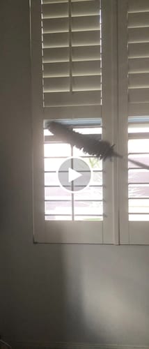 Customer video review of Koala Extendable Duster — The Ultimate Dusting Tool (280cm)