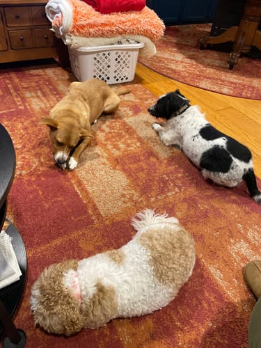 Customer's three dogs resting on a rug while enjoying their 4 Inch Bully Coated Gourmet Collagen Sticks.