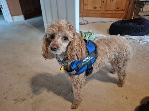 Customer photo review of Dogshood ™ No Pull Harness