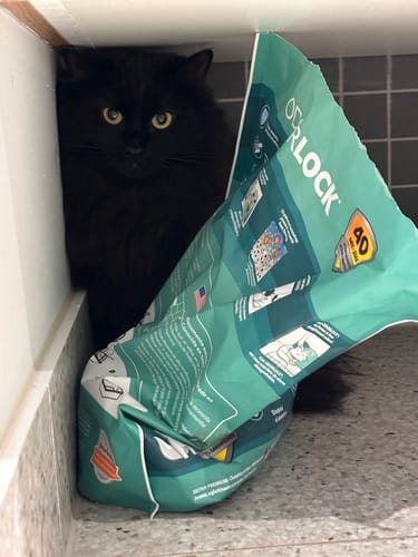 Customer photo review of 3 Month Supply - 1 Cat