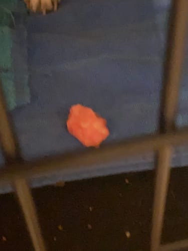 Close-up: A customer's chewed piece of a Yak Chew on a blue mat, viewed through the bars of a crate.