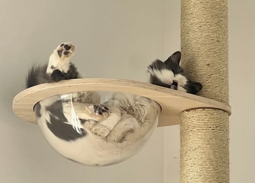 Customer's two cats on the large cat tree, one sleeping in the transparent bowl and another resting on the wooden platform.