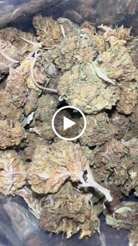 Customer video review of Bulk THCA Flower Pounds